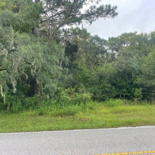 Foliage on the roadside.