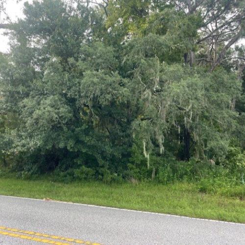 Foliage on the roadside.