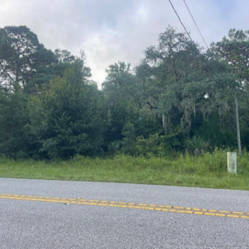 Foliage on the roadside.